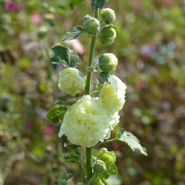 Alcea rosea Chater's Double Yellow seeds - Hollyhock