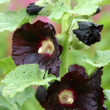 Alcea rosea Jet Black Seeds - Hollyhock