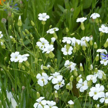 Vaccaria hispanica White Beauty Seeds - Cow Cockle