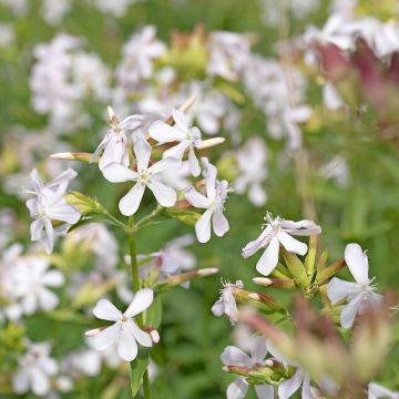 Saponaria officinalis Graciella White - seeds