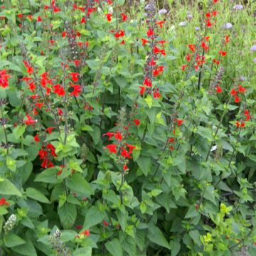 Salvia coccinea - seeds