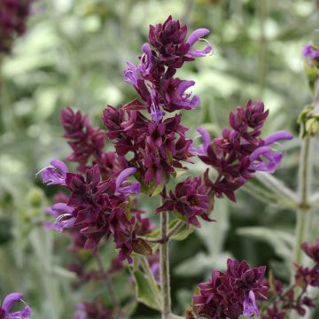 Salvia canariensis Lancelot seeds - Canary Island sage