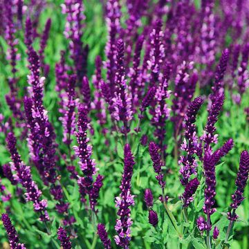 Salvia nemorosa Rose Queen seeds - Wood sage