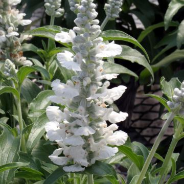 Salvia farinacea Cirrus White - seeds