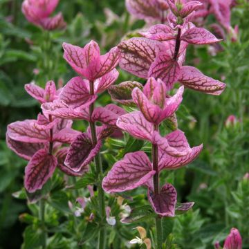 Salvia viridis Pink Sundae Seeds - Clary Sage