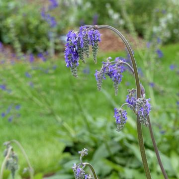 Salvia nutans seeds - Nodding Sage