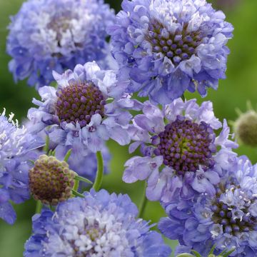 Scabiosa atropurpurea Oxford Blue Seeds - Sweet Scabious