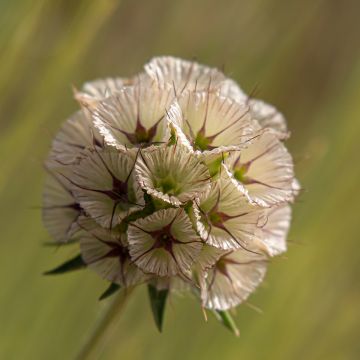 Lomelosia stellata - seeds