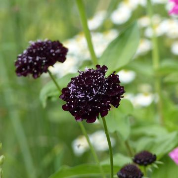 Graines de Scabieuse Black Knight - Scabiosa atropurpurea