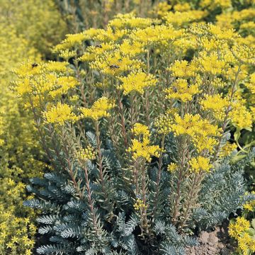 Sedum Ussuriense Turkish Delight 