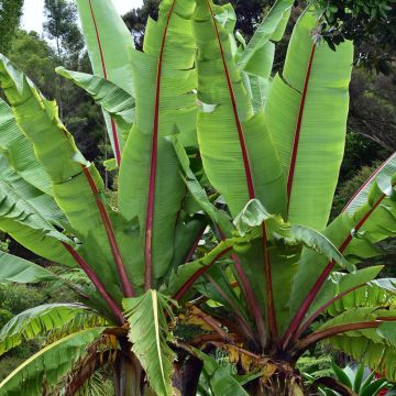 Snow Banana (Ensete glaucum)