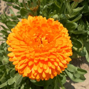 Calendula officinalis Pacific Beauty Flame - Marigold