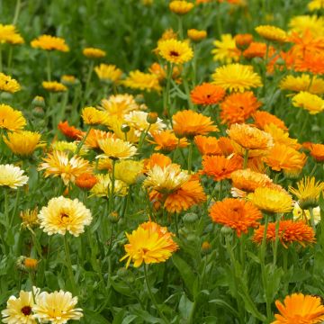 Calendula officinalis Pacific Beauty Mix seeds - Calendula officinalis Pacific Beauty Cream - Marigold