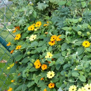 Thunbergia alata Seeds