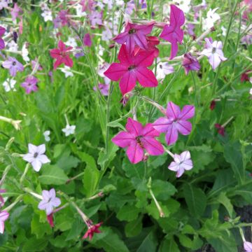 Tobacco plant Sensation Mixed Seeds - Nicotiana alata