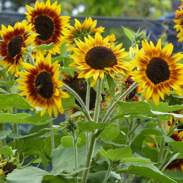 Helianthus annuus Ring of Fire F1 seeds - Annual sunflower