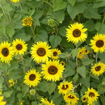 Sunflower Bambino Seeds - Helianthus annuus