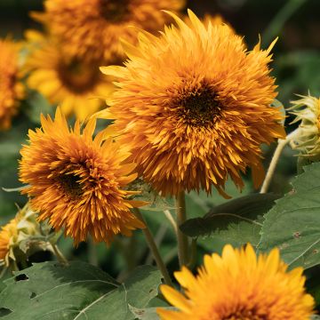 Sunflower Fire Fox - Helianthus annuus