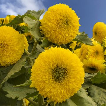 Sunflower Gummy Bear seeds - Helianthus annuus