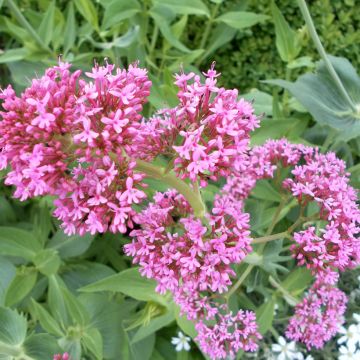 Centranthus ruber Rosato - Red Valerian