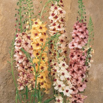 Verbascum Southern Charm