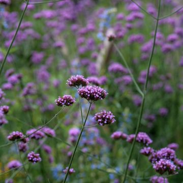 Verveine de Bueno-Aires Purple Top - Verbena bonariensis