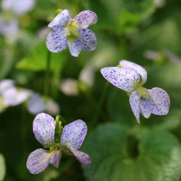 Viola sororia Freckles Seeds - Common blue violet