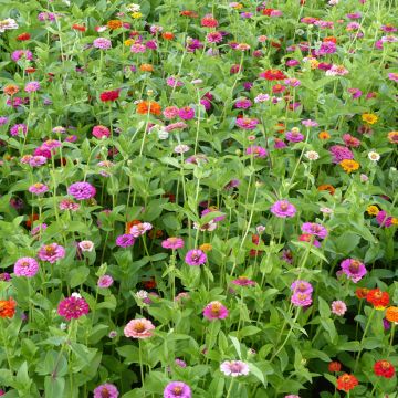 Zinnia elegans Lilliput Mix Organic Seeds