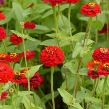 Zinnia elegans Lilliput Scarlet Gem Seeds