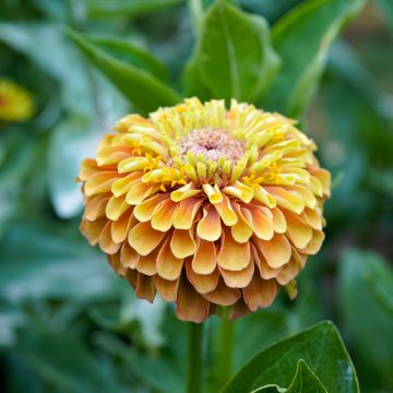 Zinnia elegans Queeny Lemon Peach