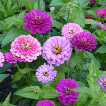 Zinnia elegans Art Deco Seeds