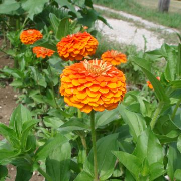 Zinnia elegans Queen Pure Orange seeds