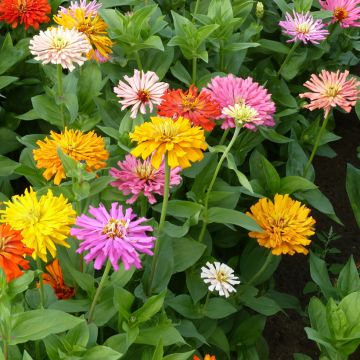 Zinnia à fleur de Chrysanthème - Zinnia elegans Chrysanthemum Mix