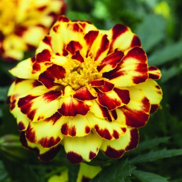 French marigold Alumia Crème Brulee - Tagetes patula 