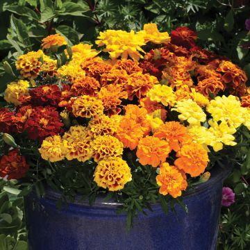 French marigold Alumia Mix - Tagetes patula seeds