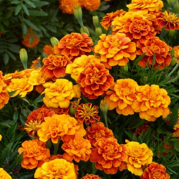 French marigold Queen Sophia - Tagetes patula seeds