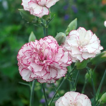 Dianthus caryophyllus Benigna