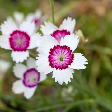 Arctic Fire Delta Eye - Dianthus deltoides seeds