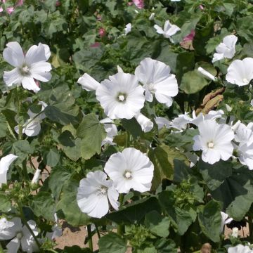 Lavatera trimestris White Regis - Annual Mallow Seeds