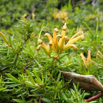 Grevillea prostrata Aurea