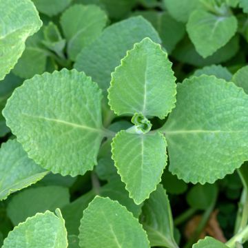 Mexican mint - Plectranthus amboinicus