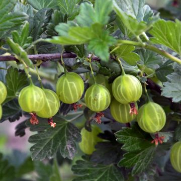 Gooseberry Lady Delameen - Ribes uva-crispa