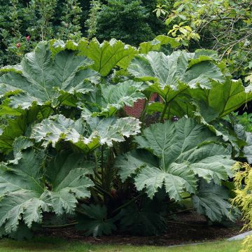 Gunnera manicata - Brazilian Giant-rhubarb