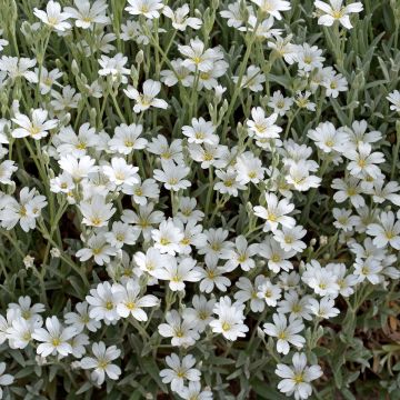 Gypsophile rampant Alba - Gypsophila repens Alba