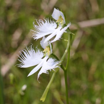 Habenaria radiata - Orchidée colombe