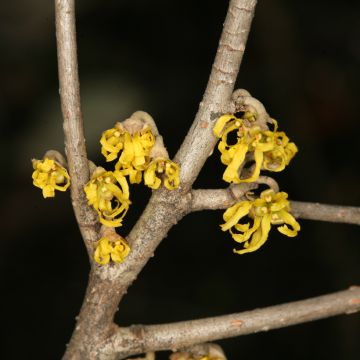 Hamamelis japonica Zuccariniana - Japanese witch hazel