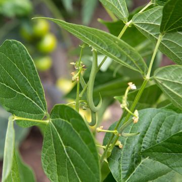 Dwarf Filet Bean Oxinel 2 - Vilmorin Seeds