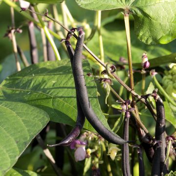 Climbing Bean Blauhilde