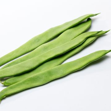 Haricot Mangetout à rames Eva Bio - Ferme de Sainte Marthe