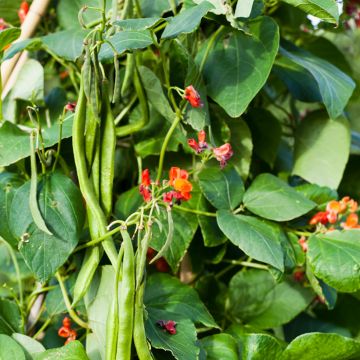 Runner Bean Scarlet Emperor